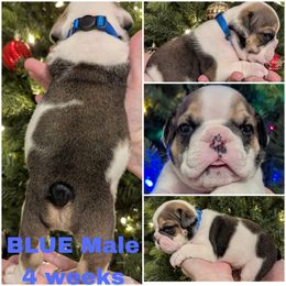 Bulldog Puppies from Hayzlett Family English Bulldogs