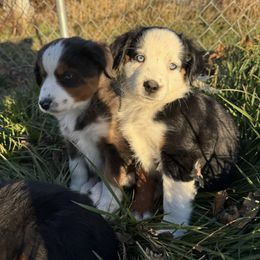 Lola - Black tri female Miniature Australian Shepherd puppy in Marion, Michigan from Highland Hills Mini Aussies