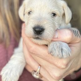Miniature Schnauzer Puppies from Dishman's Miniature Schnauzers