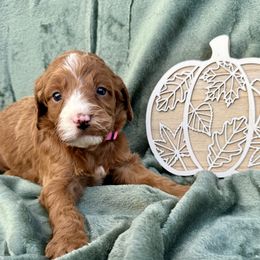 Girl 4 - Red female Irish Doodle puppy in Bloomfield, Iowa from Schooley Doodles