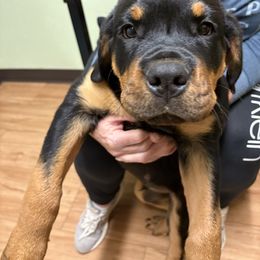 Green boy - Black and mahogany male Rottweiler puppy in Colorado Springs, Colorado from Von Locher Rotties