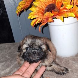 Boy 3 - Gold male Shih Tzu puppy in Birmingham, Alabama from K&D kennels