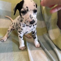 Bea - White and black female Dalmatian puppy in Fort Cavasos, Texas from Mainstreet Dalmation