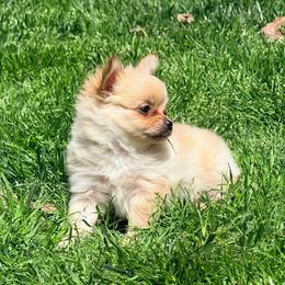 Fuji Pomchi (tiny) - Blue fawn male Chihuahua puppy in Seneca, Missouri from Stephanie’s Puppy Colony