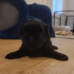 Max - Black male Shih Tzu puppy in Kill Devil Hills, North Carolina from AKC Shih Tzu Champion Line Puppies