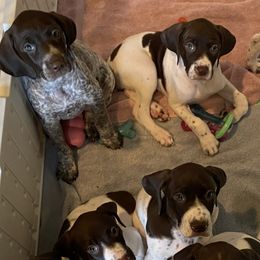 German Shorthaired Pointers from Windtanzer Farm