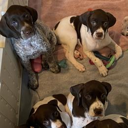 German Shorthaired Pointers from Windtanzer Farm