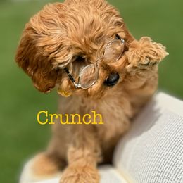 Cavapoo and Goldendoodle Puppies from Goldendoodles Utah| All sizes| Erda, Utah