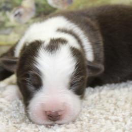 Red Tri - Red tri male Miniature Australian Shepherd puppy in Ronan, Montana from Dirt Road Aussie’s of Montana