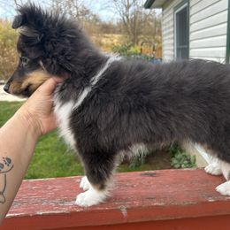 Shetland Sheepdog Puppies from Brandy Stratton