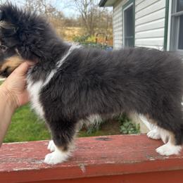 Shetland Sheepdog Puppies from Brandy Stratton