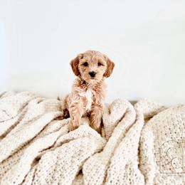 Bree - Apricot female Goldendoodle puppy in Madisonville, Kentucky from Carlie and Co. Goldendoodles