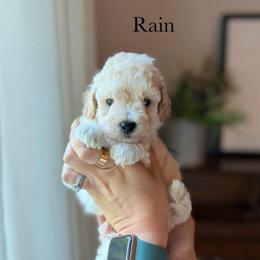 Rain - Cream male Goldendoodle puppy in Benton, Arkansas from Cozy Creek Doodles