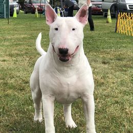 Squiggy - Bull Terrier