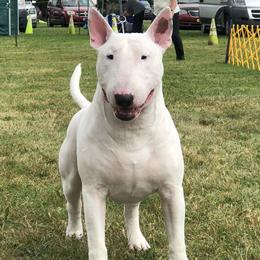 Squiggy - Bull Terrier