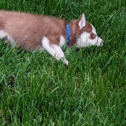 Siberian Husky Puppies from 3 Rivers Siberians(Richard's)