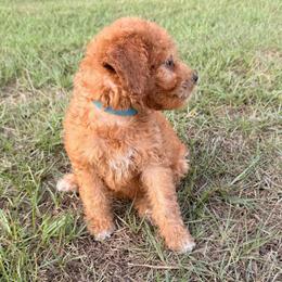 Boy1 - Red  male Goldendoodle puppy in Meridian, Mississippi from Magnolia Poodles and Doodles