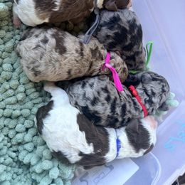 Poodle puppies from Stocktons Doxies & Poodles