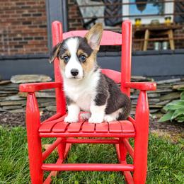 Poppy - Black and tan female American Corgi puppy in Taylorsville, North Carolina from America's Red White and Bluie Corgis