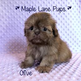 Girl 2 - female Shih Tzu puppy in Marion, Michigan from Maple Lane Pups