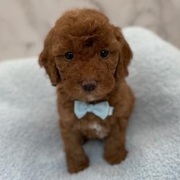 Buddy - Red  male Goldendoodle puppy in Kansas City, Kansas from Bella & Ivy’s Mini Goldendoodles of KC