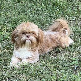 Beannie - Shih Tzu