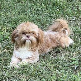 Beannie - Shih Tzu