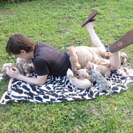 Whippet Puppies from Karen Lee