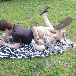 Whippet Puppies from Karen Lee