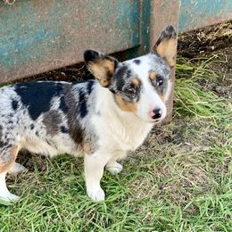 Waylon - American Corgi