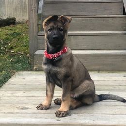 German Shepherd Puppies from Evansstadt German Shepherds