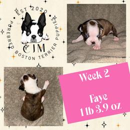 Faye - Brindle and white female Boston Terrier puppy in Jupiter, Florida from CJM Boston and Boxer Puppies