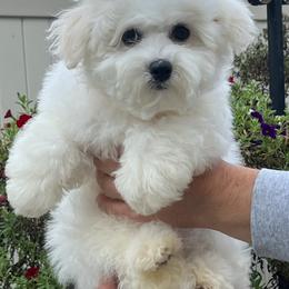 Bichon Frises and French Bulldogs from Michael & Nataliya's Pups