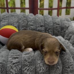 Chocolate Based Cream Longhair Female - Cream female Dachshund puppy in Killeen, Texas from Southern Dachshunds