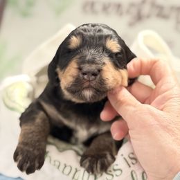 Hayden - Tri-color male Bernedoodle puppy in Phelan, California from PuppyPaws4U