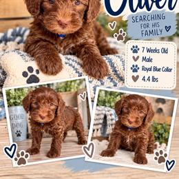 Oliver - Royal Blue - Brown male Bernedoodle puppy in Winfield, Alabama from Rose Lane Doodles