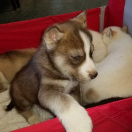 Siberian Husky Puppies from Blevins Hill Top Huskies