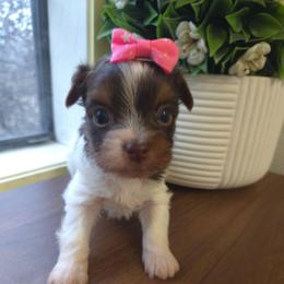Gray collar - Parti female Yorkshire Terrier puppy in Mcconnellsburg, Pennsylvania from Buffy's Little Blessings