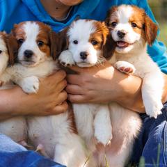 Nederlandse Kooikerhondje Puppies from Danube Kooikerhondjes