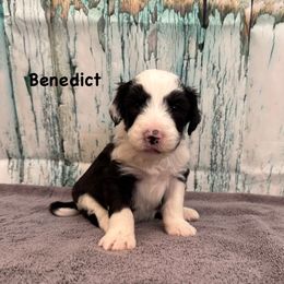 Benedict - Black and white male Sheepadoodle puppy in Blackfoot, Idaho from Son of a Poodle Sheepadoodles