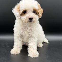Poppy - Parti female Goldendoodle puppy in Millersburg, Ohio from Ohio Puppy Paws