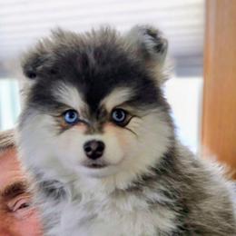 Blue - Blue male Pomsky puppy in Zearing, Iowa from Short Creek Pomskies of Iowa