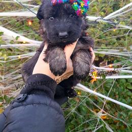 German Shepherd Puppies from Von Holtzapple German shepherds
