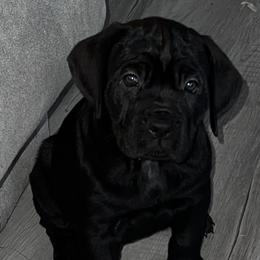 Cane Corso from Elite Legacy Corsos