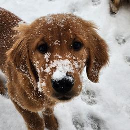 Golden Retrievers from The Golden Life