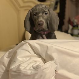Weimaraner Puppies from Jennifer Anne's Weimaraners