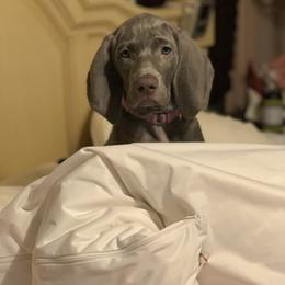 Weimaraner Puppies from Jennifer Anne's Weimaraners