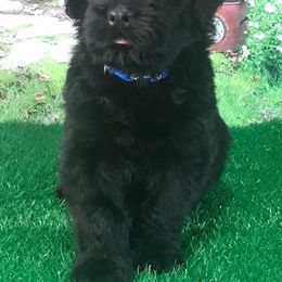 Boy 3 - Black Russian Terrier puppy from Lionheart BRT