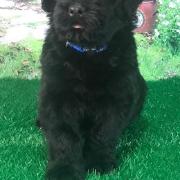Boy 3 - Black Russian Terrier puppy from Lionheart BRT