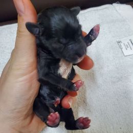 Dobbie - Black male Miniature Schnauzer puppy in Sandy, Utah from Phantom Mage Schnauzers